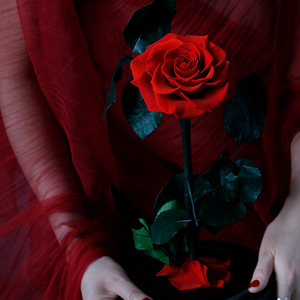 Rosas Auténticas Lovebay para <span class=keywords><strong>el</strong></span> Día de San Valentín, Rosas Eternas Preservadas, Rosas Naturales Preservadas en Cúpula de Cristal - Product Image 4
