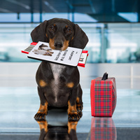 Passeport en cuir PET imprimé par sublimation de logo personnalisé Portefeuille de voyage personnalisé pour chien chat Cadeau de services de fabrication unique