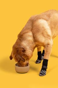 Calzini antiscivolo per animali domestici gatti e cani zampe protettive per interni silenziose scarpe regolabili possono essere personalizzate logo di imballaggio - Product Image 2