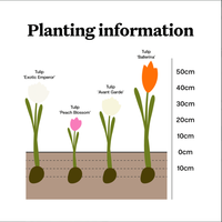 Fabuleuse collection de bulbes de tulipes parfumés Kit de fleurs de jardin Pack Apportez l'odeur de printemps à votre espace extérieur pour un usage domestique