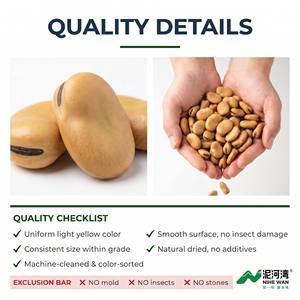 Haricots secs chinois (<span class=keywords><strong>Vicia</strong></span> <span class=keywords><strong>Faba</strong></span>) |   Haricots de qualité alimentaire pour la consommation humaine |   Vente en gros en vrac, sac PP de 25 kg - Product Image 5