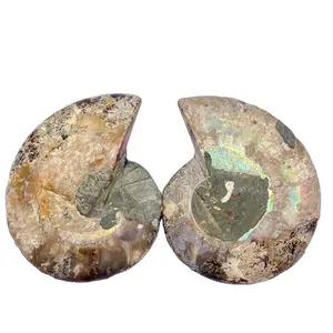 자연 옥 암모나이트 화석 슬라이스 마다가스카르 조개 조가비 치유 선물