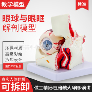Modèle d'œil, modèle agrandi de l'œil et de l'orbite, modèle anatomique des muscles extraoculaires, démonstration structurelle pour - Product Image 2