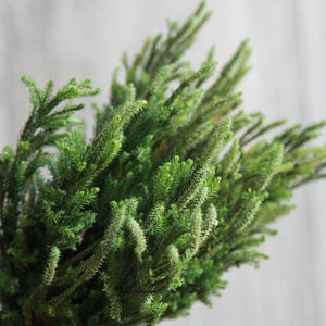 Dekorasi FBY02S-109 bahan lanskap bunga rumput pohon pinus diaphasium kering daun Veitchii lumut klub kering - Product Image 4