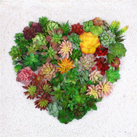 Plantes succulentes artificielles en plastique, Faux Pot de gazon rouge vert pour Bonsai, vente en gros, E07450