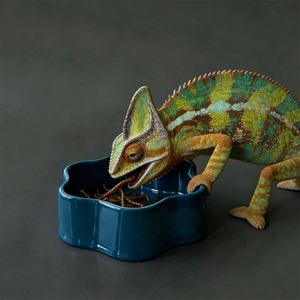 Modern <b>Ceramic</b> Pet Bowl Green Non-Slip Design for <b>Dogs</b> Indoor Use - Product Image 5