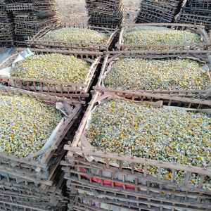 Flores de Manzanilla Egipcia de Alta Calidad, Procesadas por FD, Hierbas y Especias Secas Individuales, El Ekhlas, Venta Popular - Product Image 6