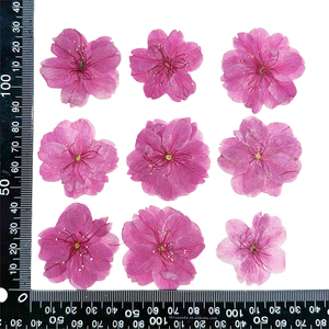 Fleur de cerisier rose séché à la main belle fleur pressée pour Nail Art signet bricolage résine coque de téléphone 1 sac 12 pièces - Product Image 5