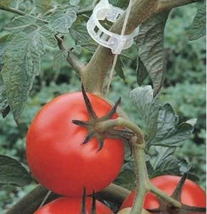 100pcs 3/4 "Diâmetro Planta Suporte Jardim Treliça Clips para Jardim de Tomate Clips Plantas Videira Suporte à Planta Vertical Mais Saudável Crescer - Product Image 1