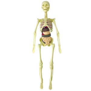 Modèle de corps humain amovible, modèle de squelette humain, vente en gros, kits scientifiques DIY pour enfants, jouets éducatifs, ressources pédagogiques - Product Image 4