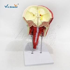 Modèle Nasal, Oral, Pharyngé et Laryngé en 10 Parties, Agrandi 2X, en PVC, pour Ressources Pédagogiques Médicales, CE ISO ROHS CNAS - Product Image 5