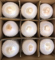 Pieza de cocos jóvenes frescos Forma de diamante Forma pulida Coco fresco rico en proteínas 250 a 300 ml por volumen Vietnam