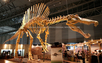 Museum des dinosaures, fossiles, pierres, squelettes de dinosaures naturels, répliques pour exposition