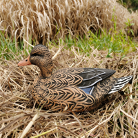 Leurre de chasse flottant pliable en caoutchouc souple EVA, personnalisé en usine, en forme de canard fausse simulation (type Green Wing Teal), pour la simulation de paysage de jardin