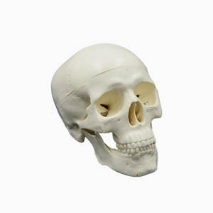 DARHMMY Mini 1/2 tamaño cráneo Modelo 3 piezas para educación y entrenamiento de Ciencias Médicas - Product Image 4