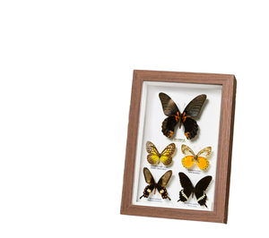 Wholesale Eco-Friendly Customized <b>Size</b> Photo <b>Frame</b> 4x6 6x8 8x10 <b>A4</b> Creative DIY Dried Flower 3D Wood Shadow Box - Product Image 1