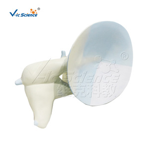 Modèle de membrane tympanique osseuse de qualité médicale, modèle de communication et de démonstration clinique en otologie, matériau PVC, en - Product Image 4