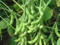 Extrait de soja betol, phyto 95%, usine, vente en gros