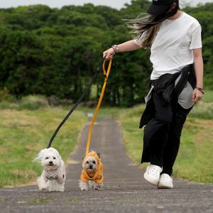 Camiseta de malla de seda helada para perros: <span class=keywords><strong>Ropa</strong></span> de verano con protección solar, repelente de mosquitos y de secado rápido para perros medianos a grandes - Product Image 4