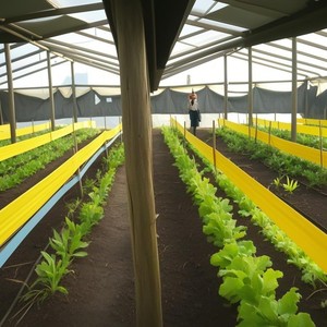 กาวดักแมลงสีเหลืองแบบม้วน เป็นมิตรกับสิ่งแวดล้อม สำหรับควบคุมแมลงหวี่ แมลงตีนกบ และแมลงทริปส์ ในโรงเรือน ฟาร์ม สวน สำหรับการจัดการศัตรูพืช - Product Image 6