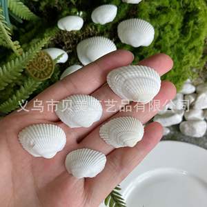 La FÁBRICA DE Beimei suministra caracolas naturales, conchas blancas, almejas peludas, peceras, acuarios, artículos decorativos y murciélagos artesanales - Product Image 4