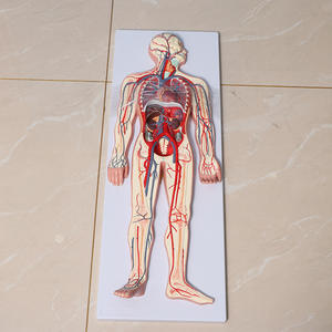 Modelo <span class=keywords><strong>del</strong></span> <span class=keywords><strong>Sistema</strong></span> <span class=keywords><strong>Circulatorio</strong></span> Humano con Corazón y Vasos Sanguíneos - Modelo Anatómico de Circulación de Cuerpo Completo de 90 cm - Product Image 3