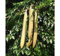 Graines de fleur de trompette indienne séchées Mu Hu, Oroxylum Indicum, fruits séchés, semences d'Oroxyli pour les herbes