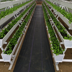 מערכות גידול הידרופוניות בארון, חממה, מערכת אקוופונית - Product Image 2