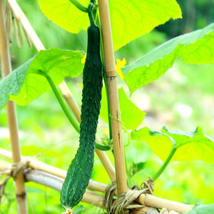 Étagère <span class=keywords><strong>en</strong></span> treillis de bambou, pôle <span class=keywords><strong>en</strong></span> bambou fini pour plantes, économique, vente <span class=keywords><strong>en</strong></span> gros - Product Image 3