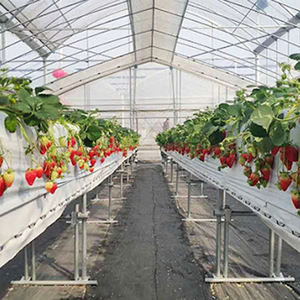 Serre commerciale australienne pour fraises 8x30m avec système hydroponique et contrôle climatique automatique |   Conception à haut rendement - Product Image 5