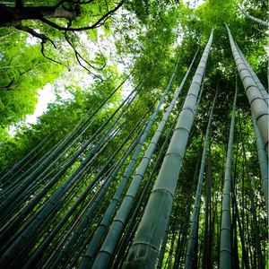 Juego de Funda Nórdica de Bambú Lyocell ShiSilk 100% Tejido Simple, Tamaño King <span class=keywords><strong>Vermont</strong></span> 144*130, Orgánico, Refrescante, Transpirable, 300 Hilos, Ecológico, para Bodas - Product Image 5