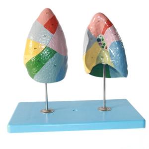 Modelo de Enseñanza Médica, Modelo Anatómico de Segmentos Pulmonares Humanos para Educación en Respiración y Pulmonología - Product Image 5