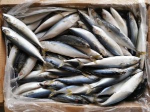<span class=keywords><strong>Maquereau</strong></span> du Pacifique surgelé, poisson de mer durable, Scomber Japonicus, pêche fraîche directe de Chine, vente en gros - Product Image 3