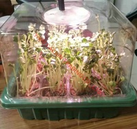 Kit de démarrage de plantes pour pépinière de jardin, avec 12 cellules, éclairage LED, dôme d'humidité, plateaux de semis, kit de germination, base de germination, kit de culture de graines