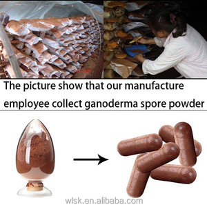suplementos herbales productos para la salud ganoderma lucidum esporas en polvo suplemento antienvejecimiento Formación sin Hábi - Product Image 6