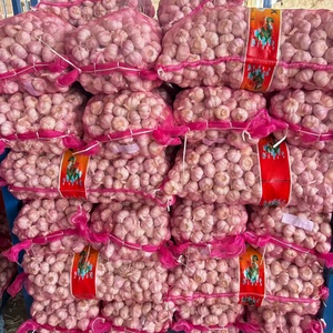 Ajo recién cosechado de 4.5-7 cm de tamaño, incluyendo variedades blancas puras y rojas, apto para cocinar y plantar. - Product Image 2