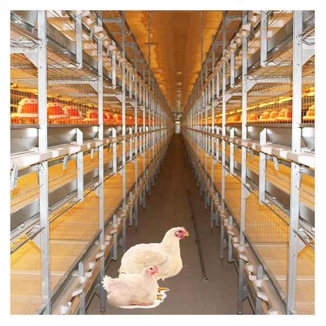 Equipo de granja avícola, sistema automático de batería tipo H, jaulas para pollos, en venta