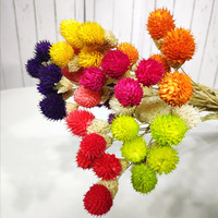 Fleurs de gomphrena rouge séchées du Yunnan Liviflo, Gomphrena Globosa, 50-60 cm, haute qualité, pour la décoration florale de la Saint-Valentin