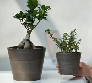 <span class=keywords><strong>Plantes</strong></span> <span class=keywords><strong>en</strong></span> <span class=keywords><strong>pot</strong></span> <span class=keywords><strong>en</strong></span> <span class=keywords><strong>bambou</strong></span> écologiques, modernes et de style mid-century, adaptées à l'intérieur comme à l'extérieur - Product Image 1