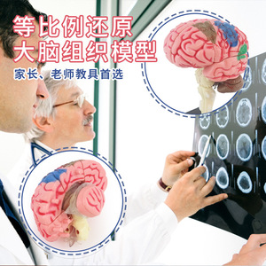 4D Brain <b>Model</b> Educational Anatomy <b>Kit</b> For Medical Science Learning And Teaching Use With Detailed Structure Display - Product Image 1