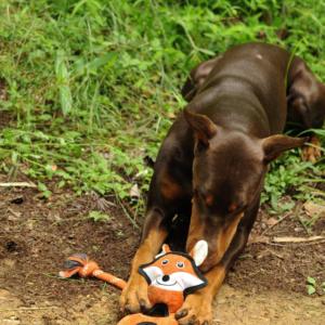 Rough & Tough Wild Wonders Jouets à mâcher écologiques pour animaux de compagnie Jouets de mouvement interactifs pour chien de dessin animé mignon en EVA et corde - Product Image 5