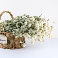 Batang Globe Amaranth Kering Alami Asli, Bunga Gomphrena Abadi untuk Kerajinan DIY, Fotografi, Aromaterapi, Seni Resin