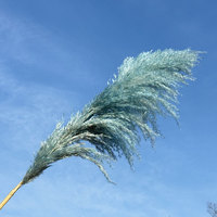 Fleurs séchées d'herbe de pampa faites à la main pour la décoration de maison et de mariage Grand roseau de pampa pour les ornements de Pâques de remise des diplômes de Noël