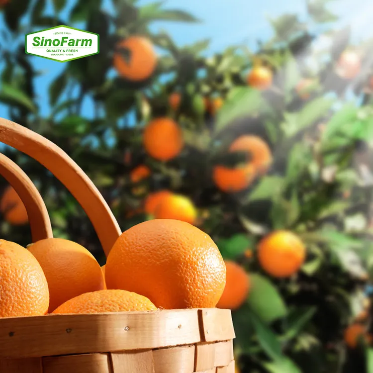 Navel-naranja Valencia fresca, frutas frescas, naranja orgánica fresca de alta calidad