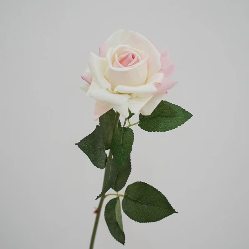 rosa leche
