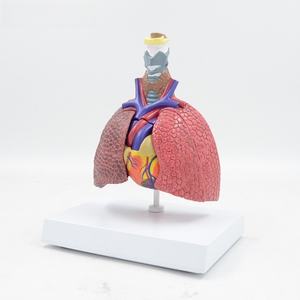 Modelo de enseñanza de ciencias médicas, sistema respiratorio, laringe, Corazón, Pulmón, árbol bronquial, modelo de corazón - Product Image 3