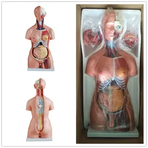 ADA-A1042 Human Tree Sexes Body Anatomy Structure Models