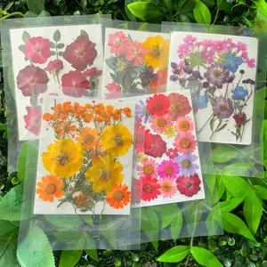 V63 Wholesale New Design Dried Pressed Flowers And Fruits Real Leaf Plant Herbarium For DIY Resin Jewelry Making Floral Decors