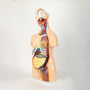 Медицинская модель тела человека 85 см, унисекс, с внутренними органами, анатомическая модель туловища - Product Image 2