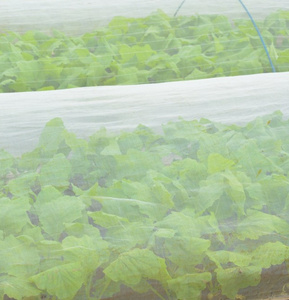 Malla Antimosquitos Agrícola de Polietileno con Protección UV, Tamaño Personalizado, 60 Mallas, para Protección de Huertos y Agricultura, Superventas - Product Image 5